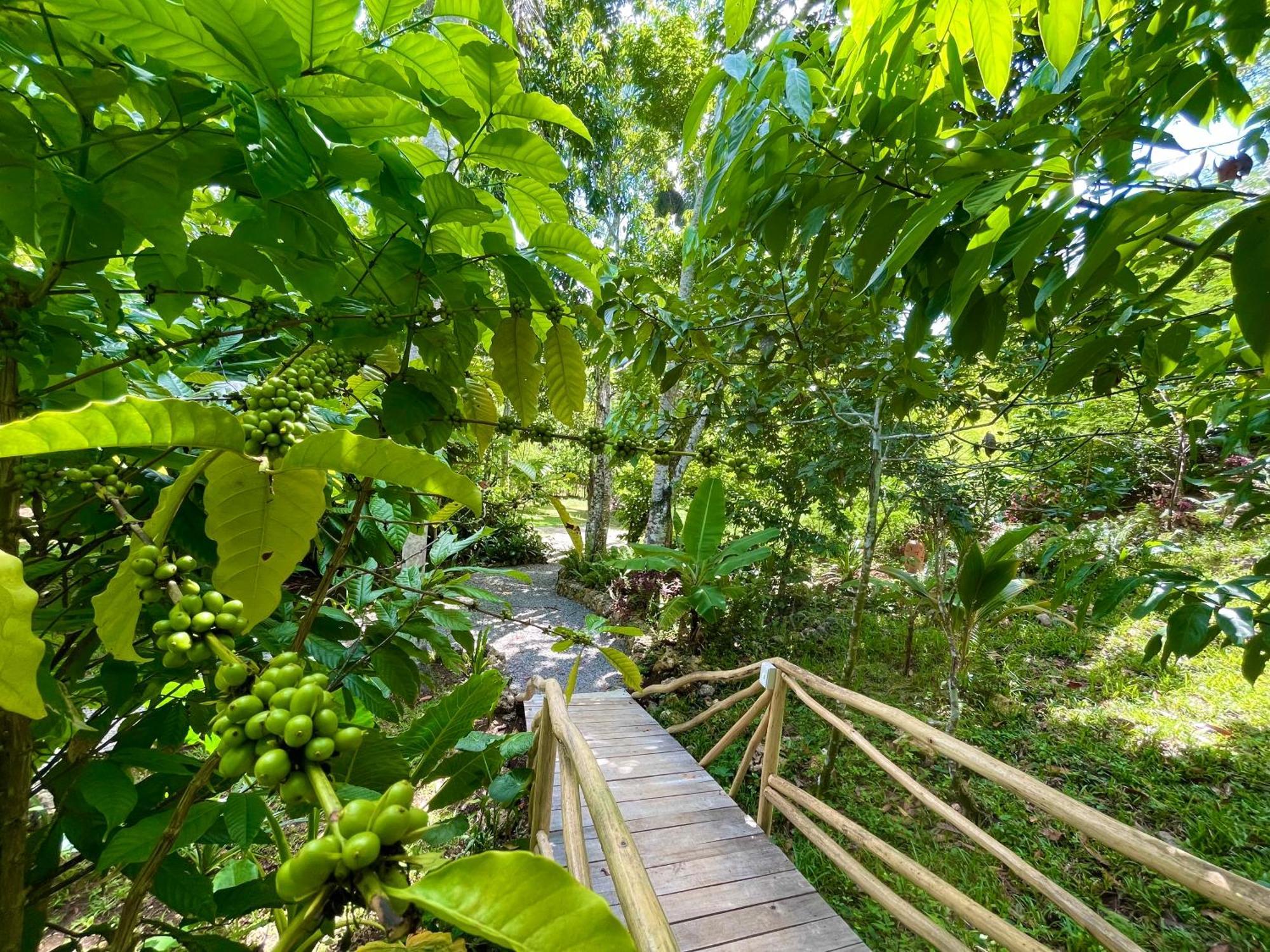 Rancho Romana Ecolodge Park V-01 El Limon Eksteriør bilde